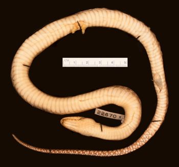 Media type: image;   Herpetology R-22670